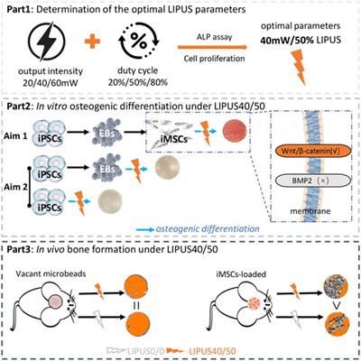 Low-Intensity Pulsed Ultrasound Promotes Osteogenic Potential of iPSC-Derived MSCs but Fails to Simplify the iPSC-EB-MSC Differentiation Process